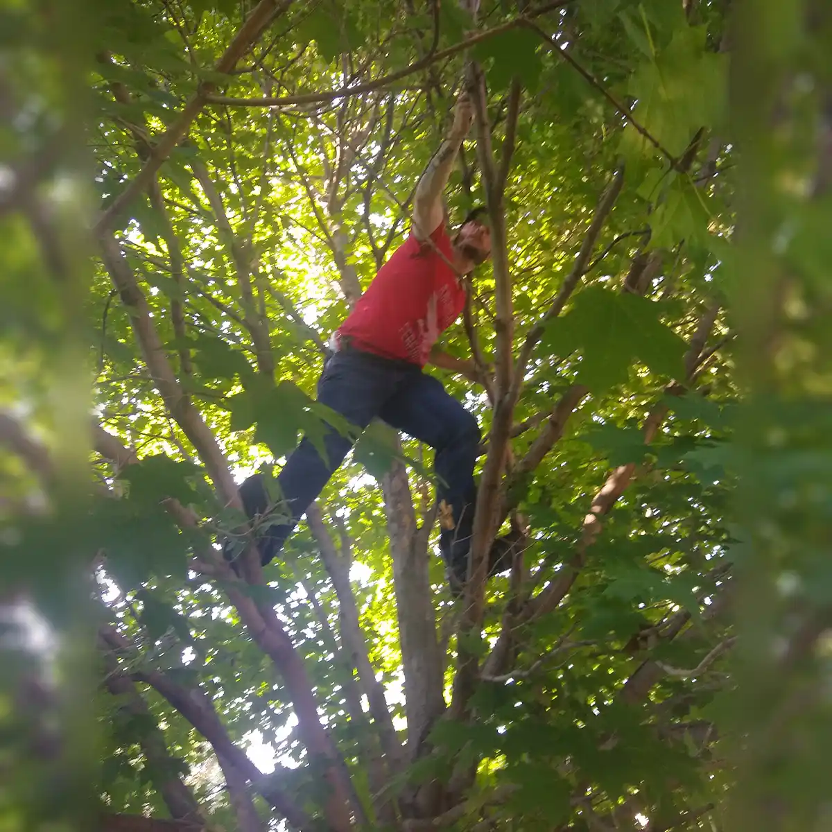 James in tree at Poplar Workshop